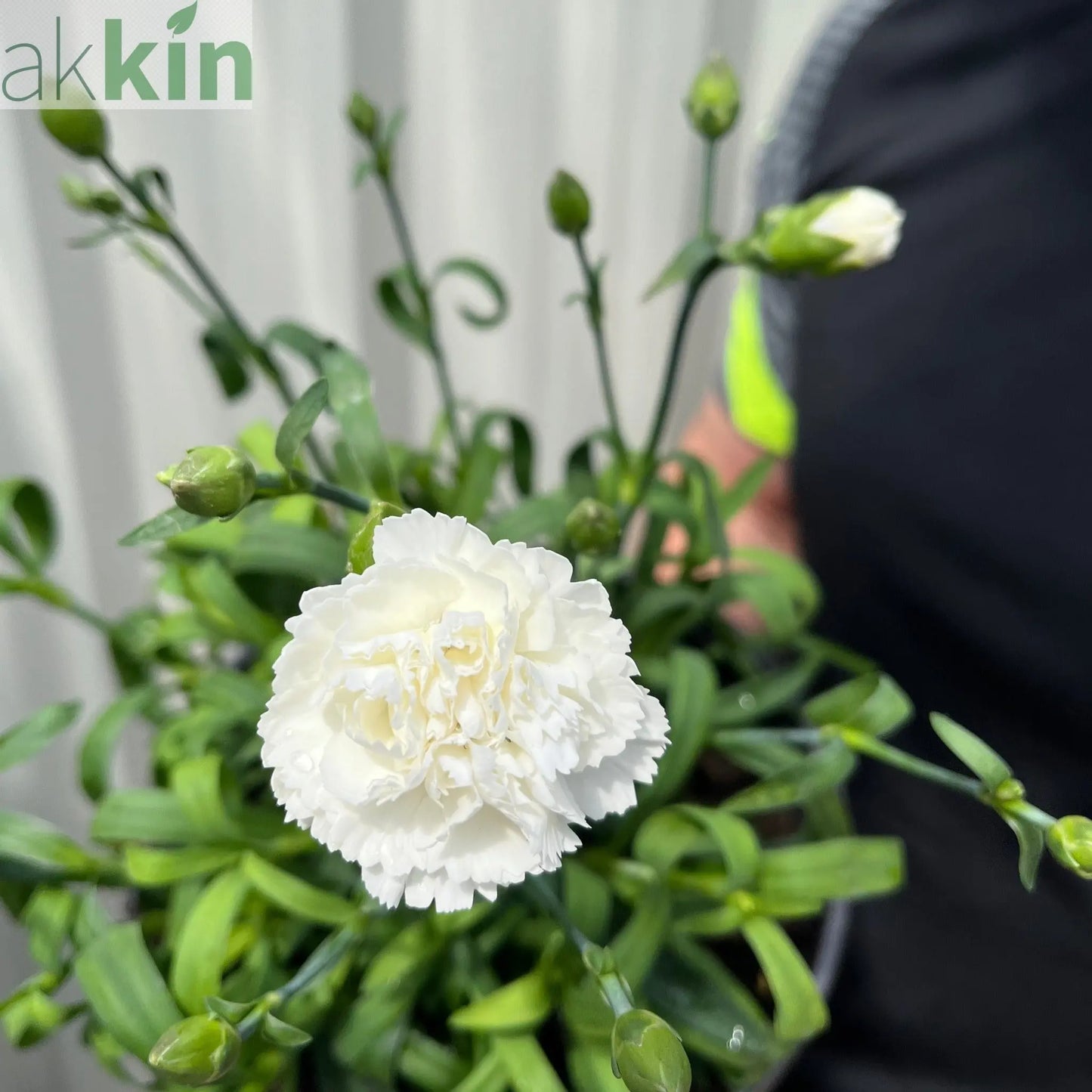 Dianthus (Sunflor Cosmos) | White Dianthus 3L One Click Plants