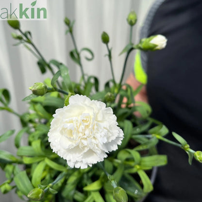 Dianthus (Sunflor Cosmos) | White Dianthus 3L One Click Plants