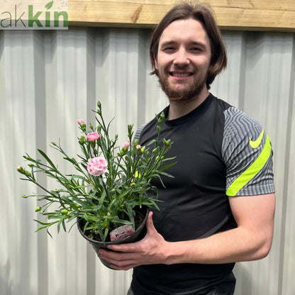 Dianthus (Sunflor Orenoco) | Pink Dianthus 3L One Click Plants