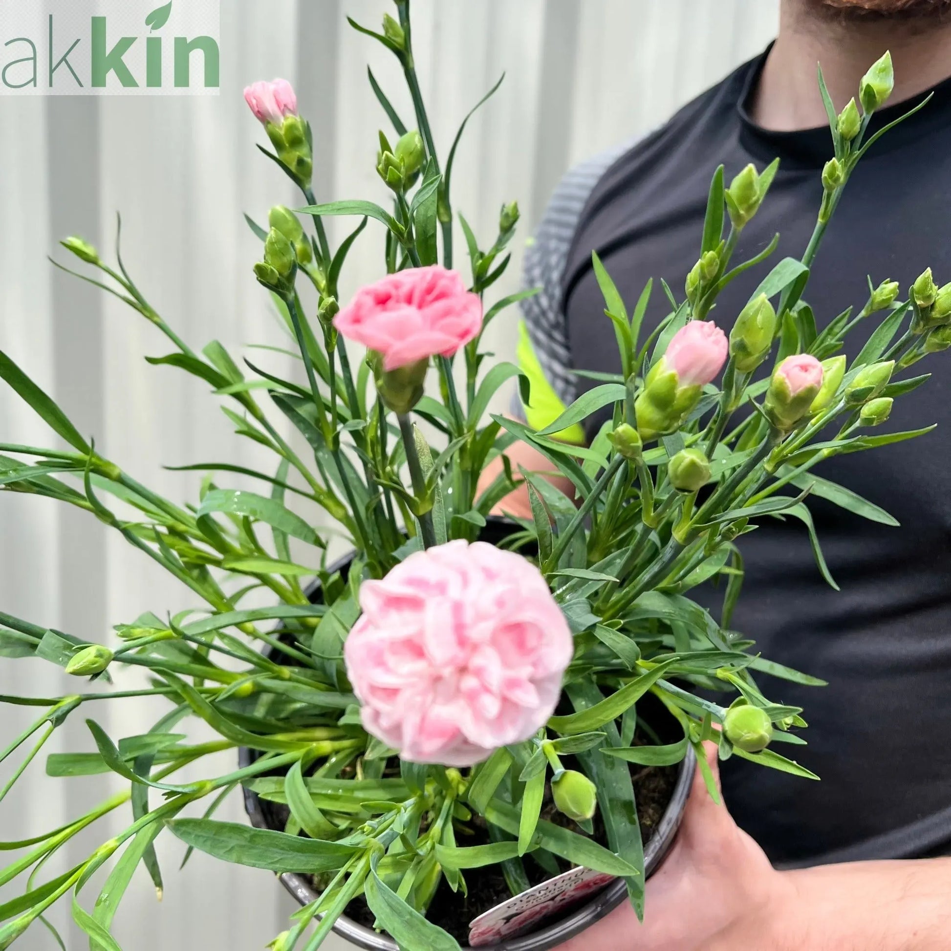 Dianthus (Sunflor Orenoco) | Pink Dianthus 3L One Click Plants