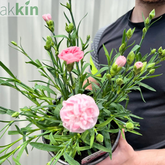 Dianthus (Sunflor Orenoco) | Pink Dianthus 3L One Click Plants