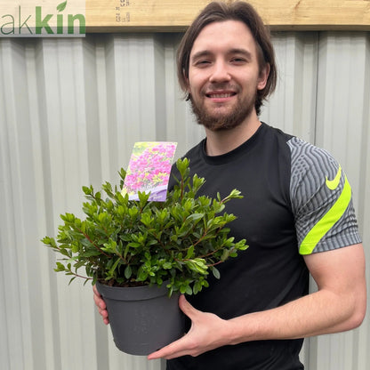 Azalea 'Geisha Purple' 3L One Click Plants