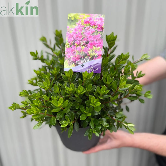 Azalea 'Geisha Purple' 3L One Click Plants