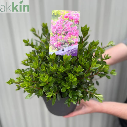 Azalea 'Geisha Purple' 3L One Click Plants
