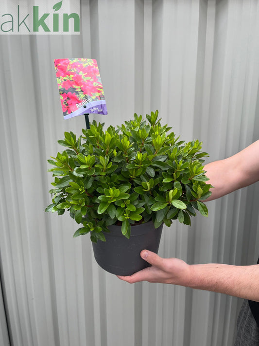 Azalea 'Geisha Red' 1/2L One Click Plants