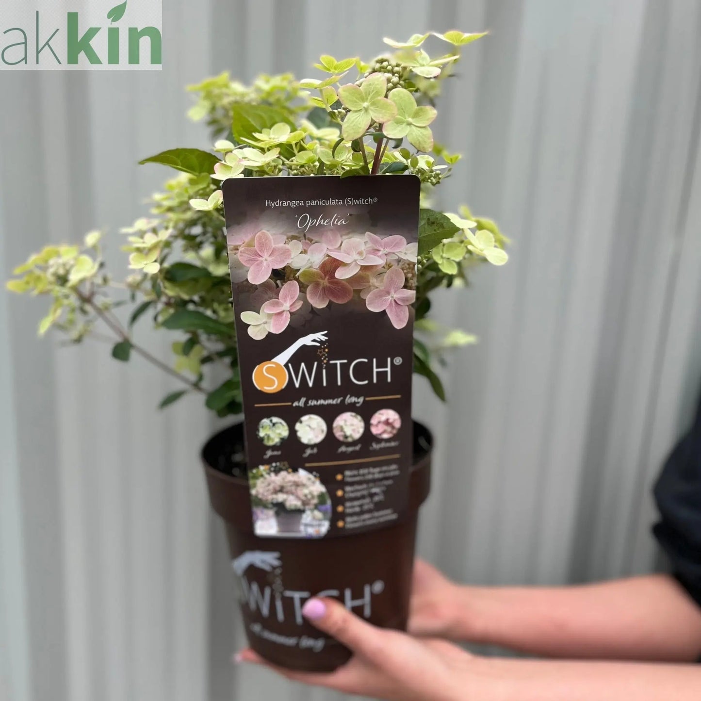 Hydrangea paniculata Switch 'Polestar' 'Ophelia' 9cm / 3L One Click Plants