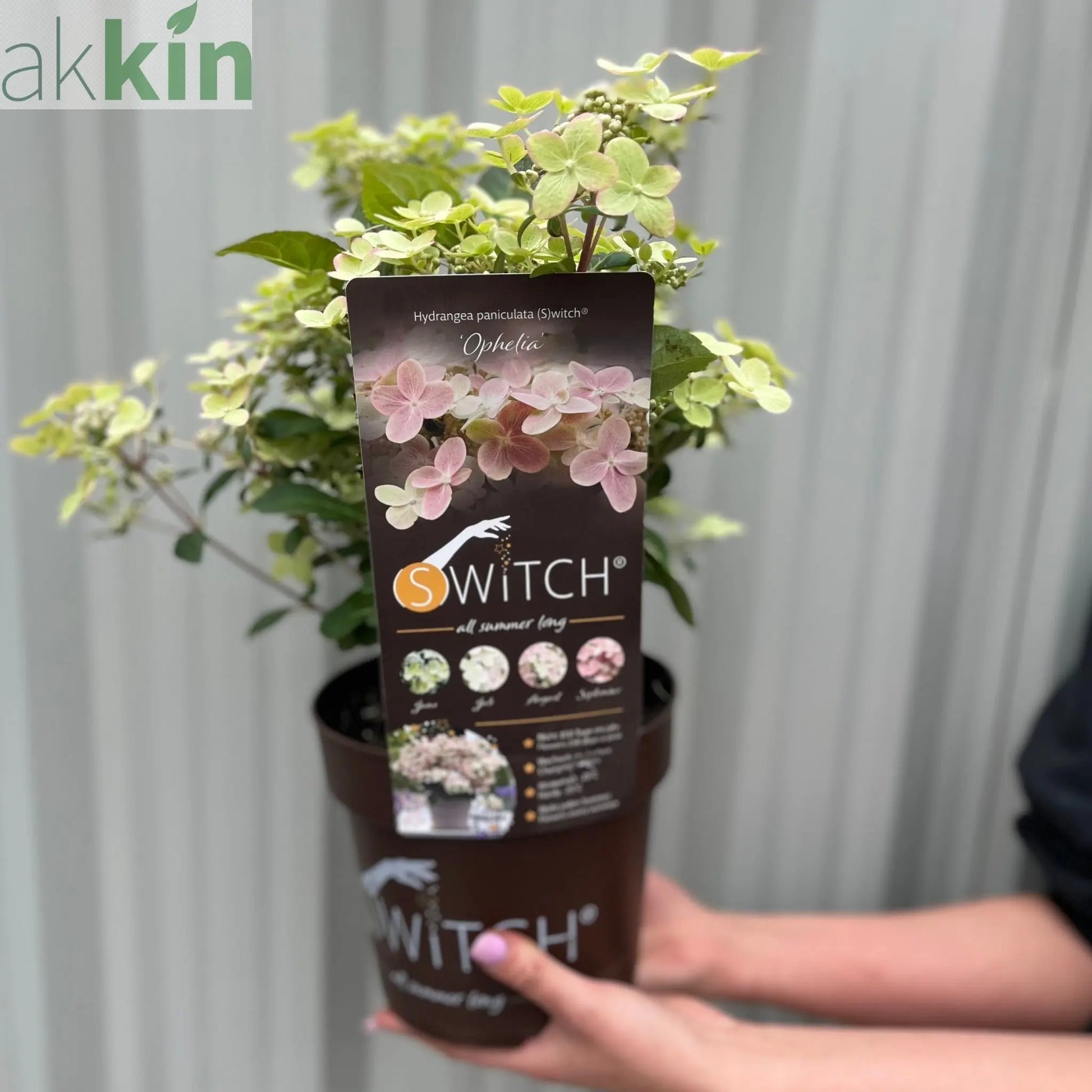 Hydrangea paniculata Switch 'Polestar' 'Ophelia' 9cm / 3L One Click Plants