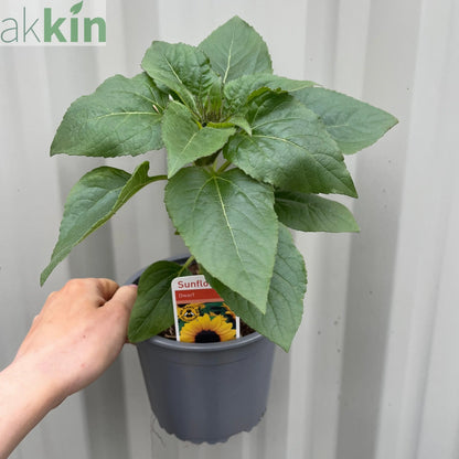 Dwarf Sunflower (13cm Pot) One Click Plants