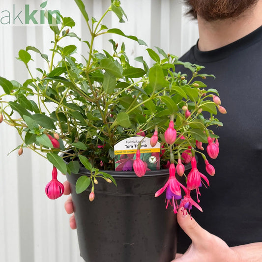 Hardy Fuchsia 'Tom Thumb' 9cm / 2L One Click Plants