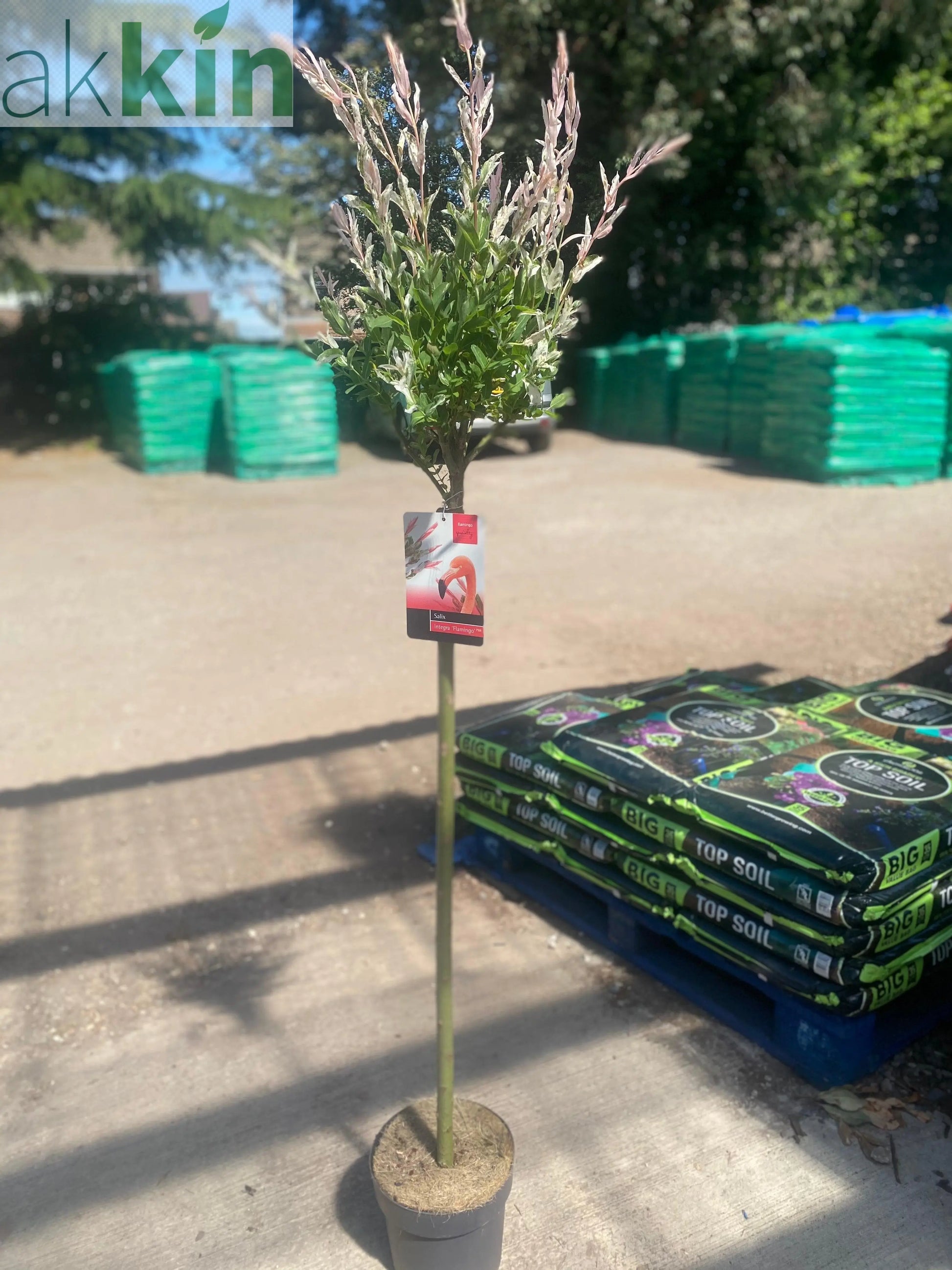 Salix intergra 'Hakuro - Nishiki' - Flamingo Dwarf Willow Tree 120cm One Click Plants