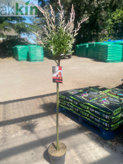 Salix intergra 'Hakuro - Nishiki' - Flamingo Dwarf Willow Tree 120cm One Click Plants