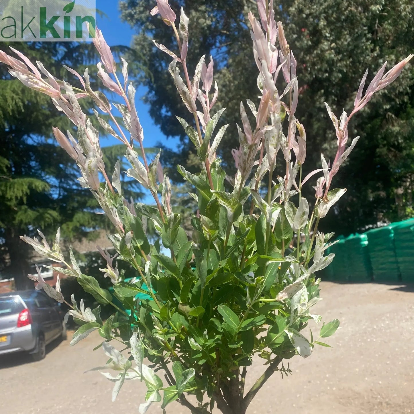 Salix intergra 'Hakuro - Nishiki' - Flamingo Dwarf Willow Tree 120cm One Click Plants