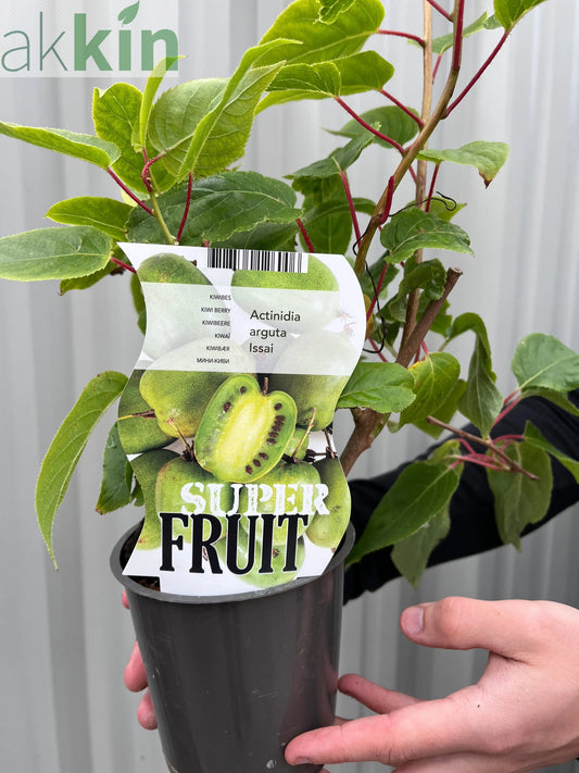 Actinidea 'Issai' Kiwi 1.5L One Click Plants