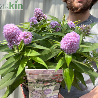 Buddleja 'Butterfly Candy Little Lila' 9cm/1L/3L One Click Plants