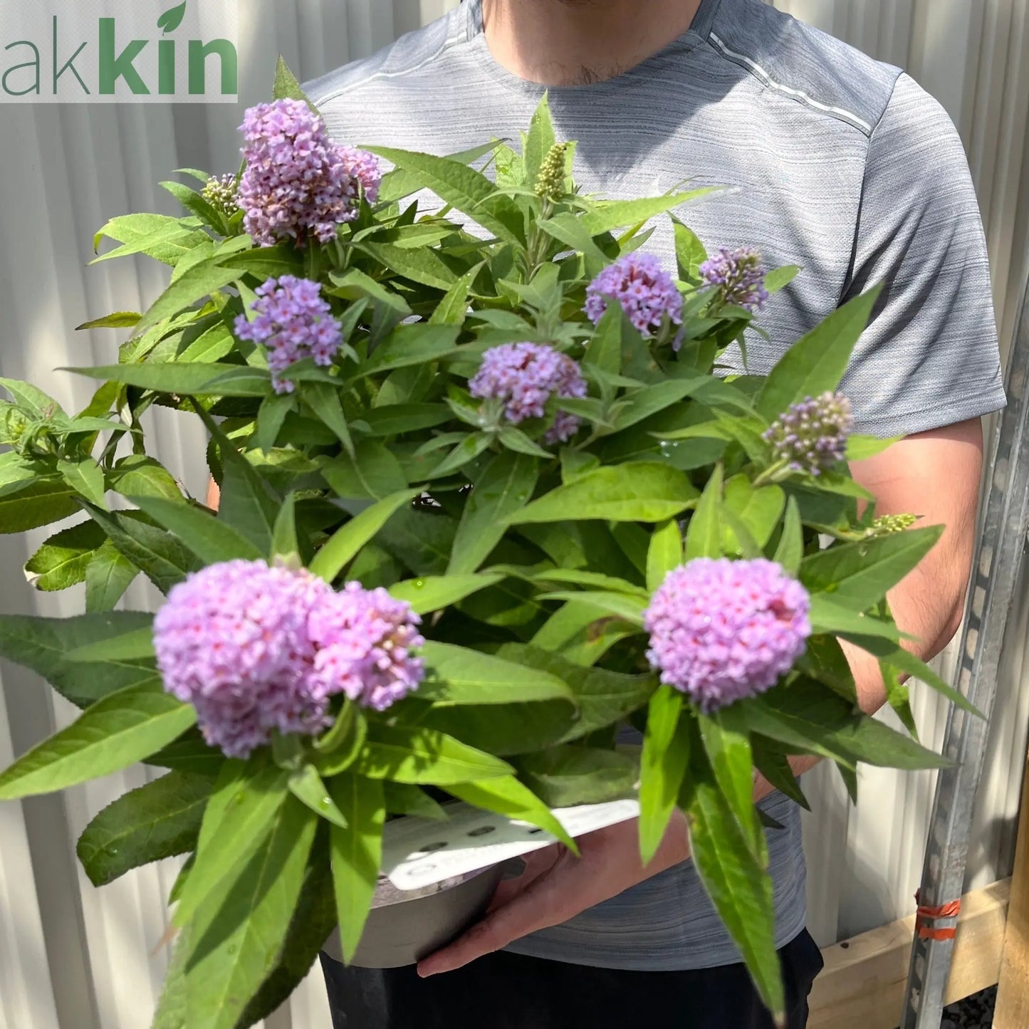 Buddleja 'Butterfly Candy Little Lila' 9cm/1L/3L One Click Plants
