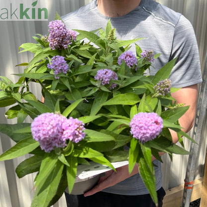Buddleja 'Butterfly Candy Little Lila' 9cm/1L/3L One Click Plants