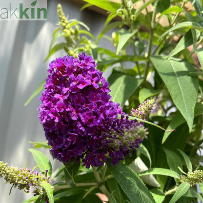 Buddleja Butterfly Candy 'Little Purple' 1/3L One Click Plants