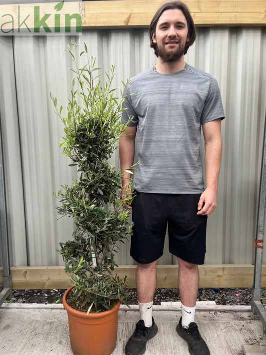 2 x Olive Spiral 1.5m One Click Plants