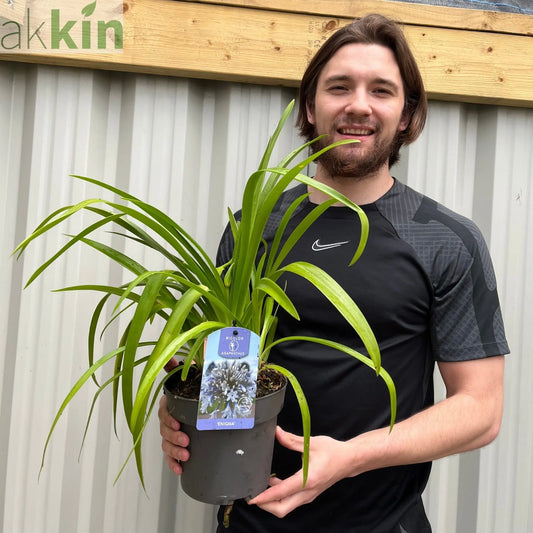Agapanthus 'Enigma' 2L One Click Plants