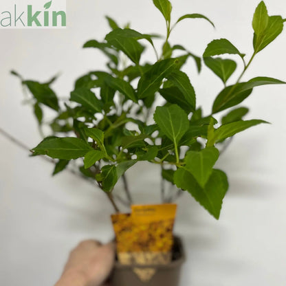 Forsythia x intermedia 'Weekend' 1L One Click Plants