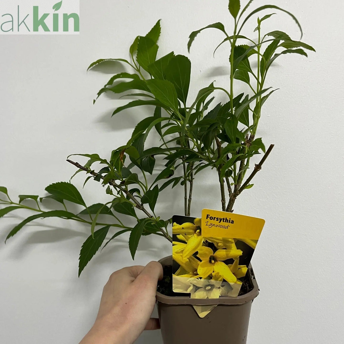 Forsythia x intermedia 'Lynwood' 1L One Click Plants