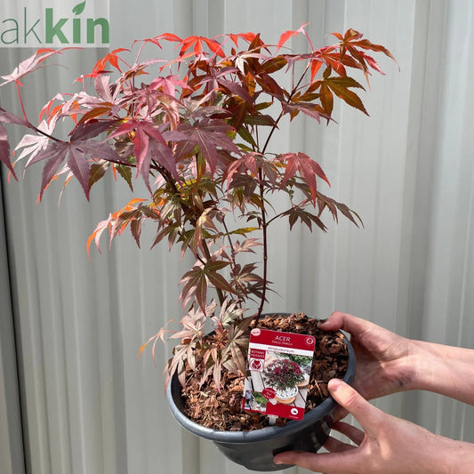 Acer palmatum 'Atropurpureum' One Click Plants