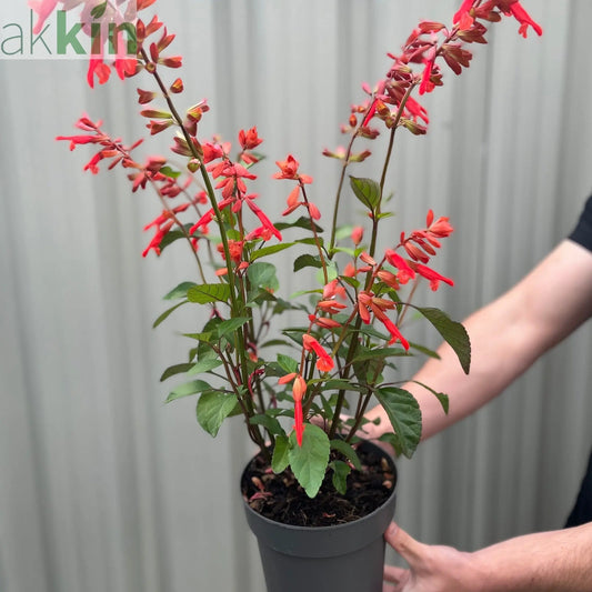 Salvia Salmia Orange2L One Click Plants
