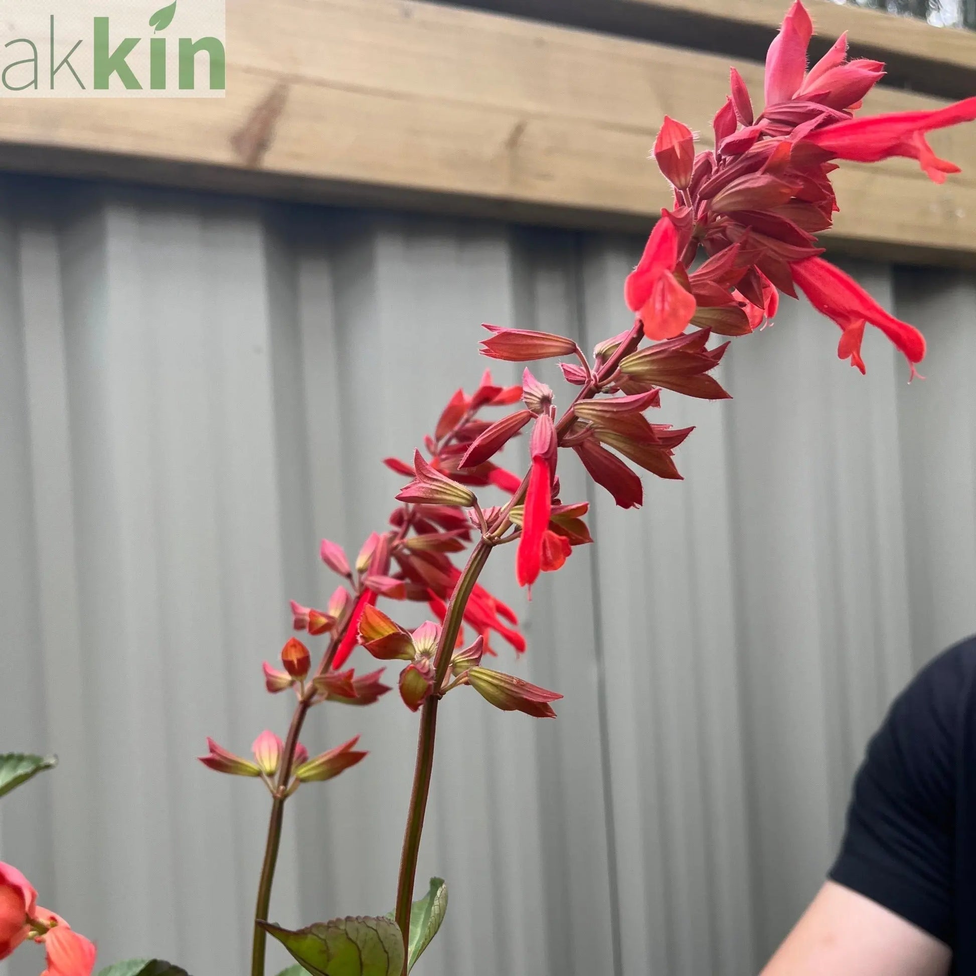 Salvia Salmia Orange2L One Click Plants