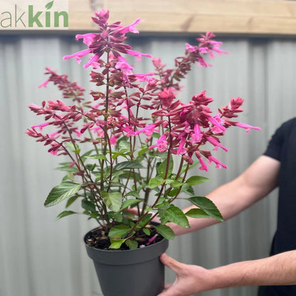 Salvia Salmia Pink 2L One Click Plants