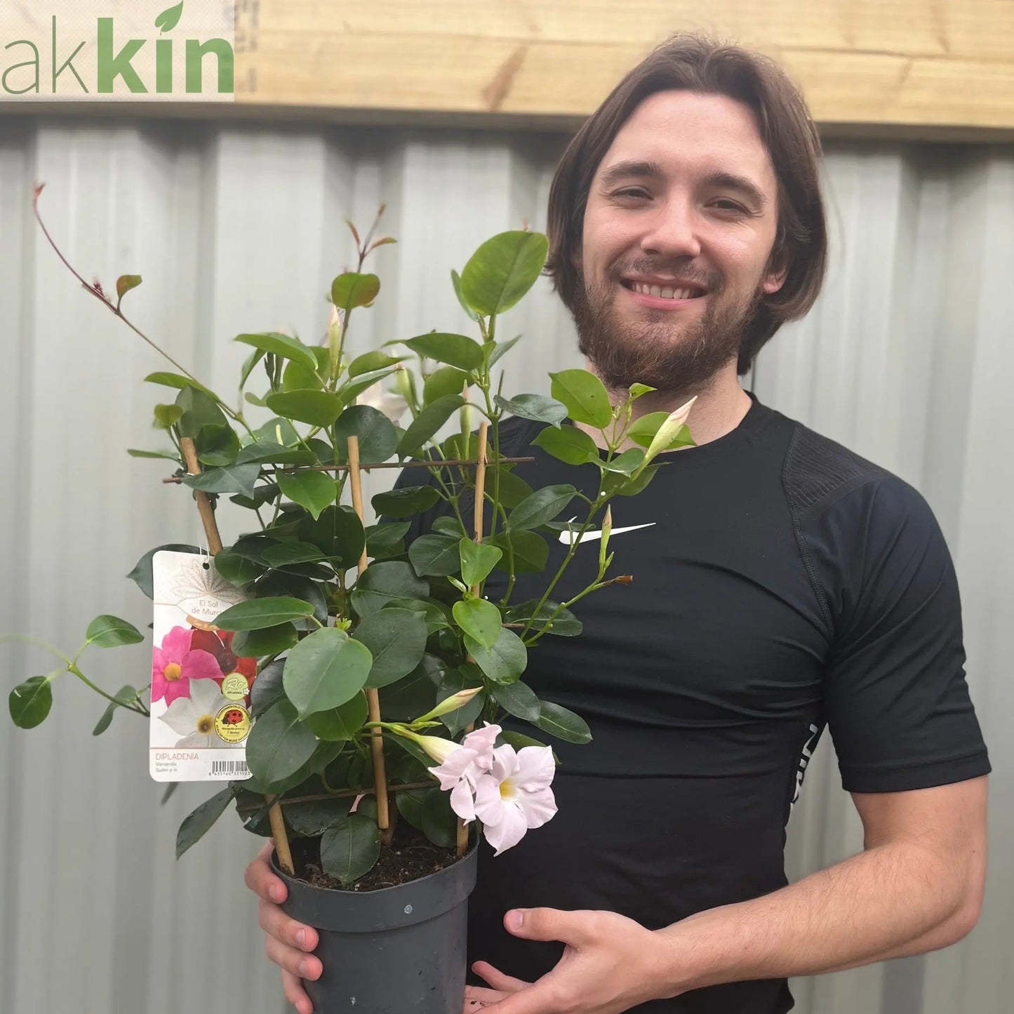 Mandevilla Sanderi Surprise Colour One Click Plants