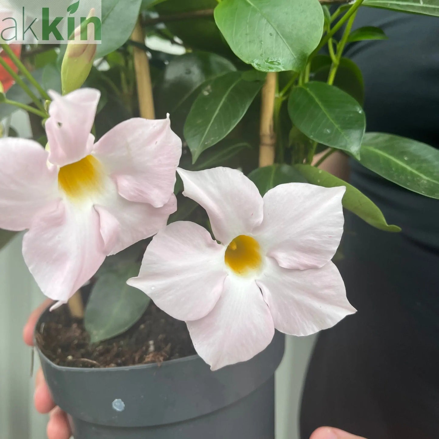 Mandevilla Sanderi Surprise Colour One Click Plants