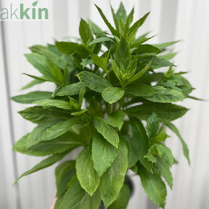 Lobelia × speciosa 'Fan Blue' 1.5L One Click Plants