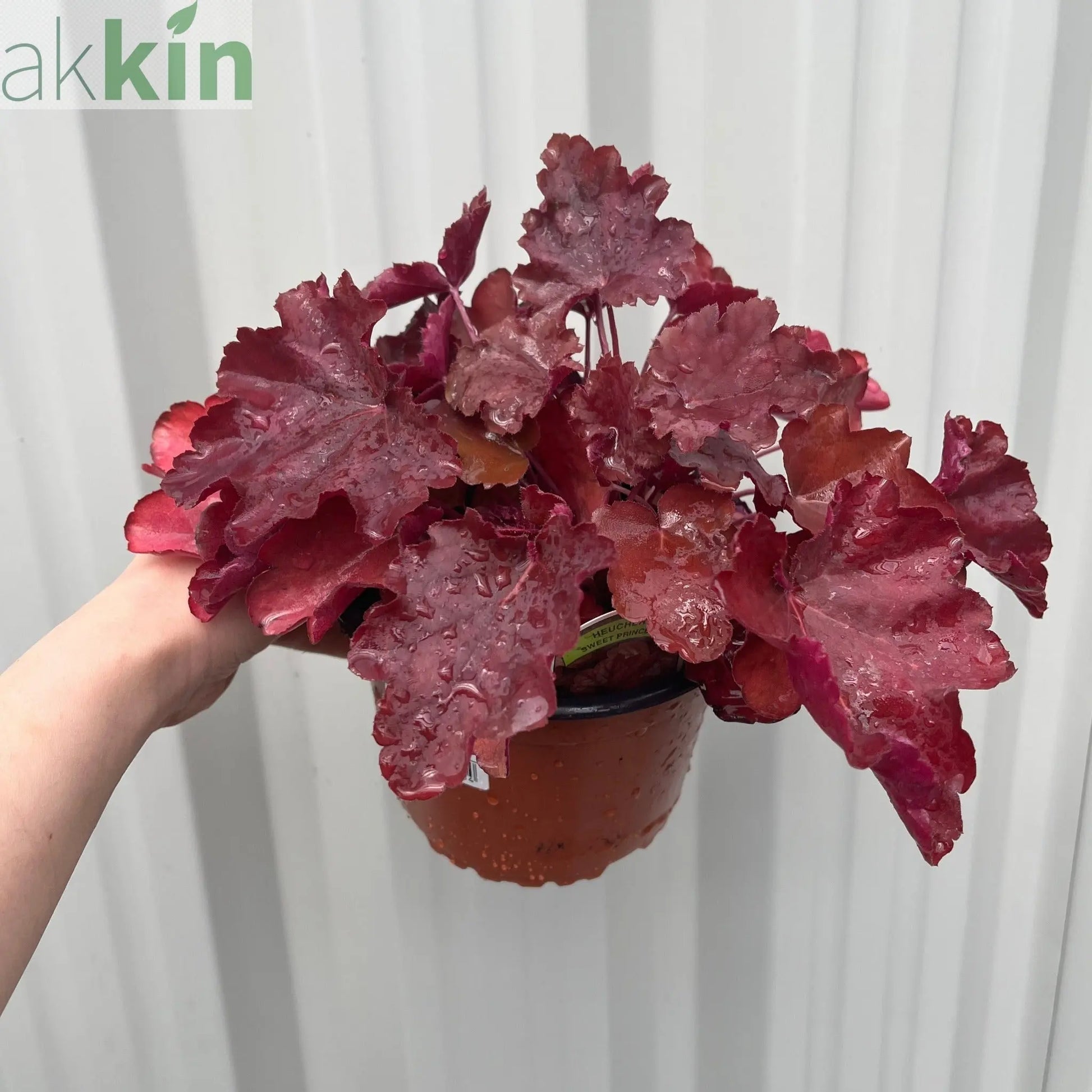 Heuchera Sweet Princess 1.5L One Click Plants