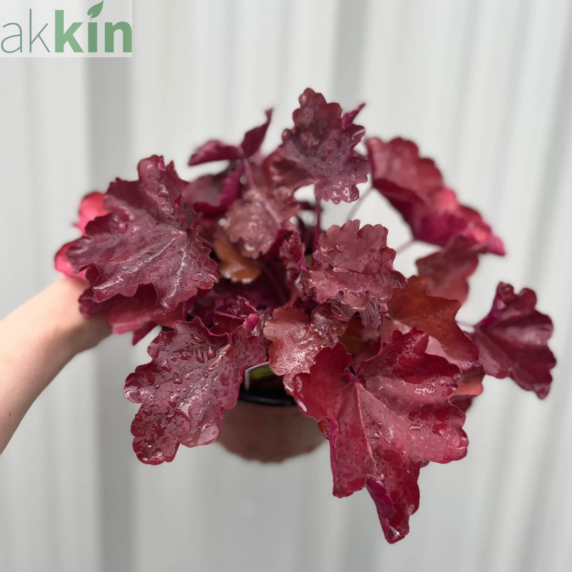 Heuchera Sweet Princess 1.5L One Click Plants