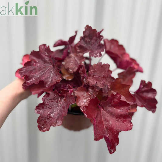 Heuchera Sweet Princess 1.5L One Click Plants