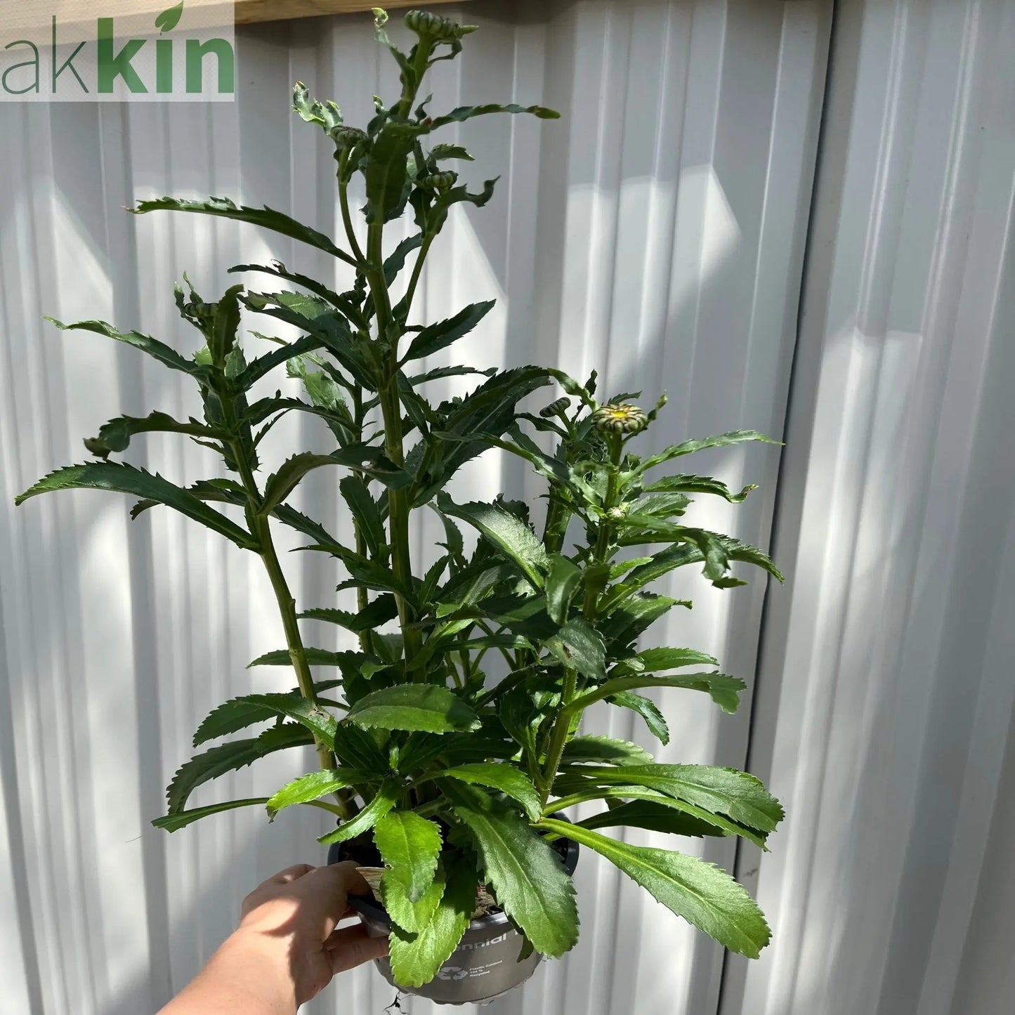 Leucanthemum 'Banana Cream' 9cm One Click Plants