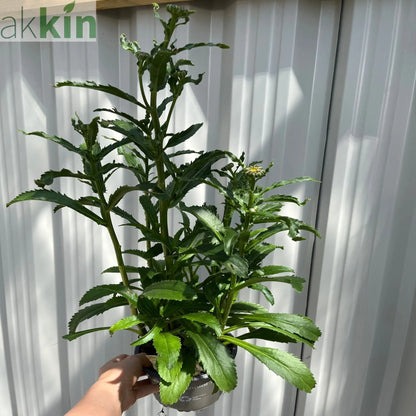 Leucanthemum 'Banana Cream' 9cm One Click Plants