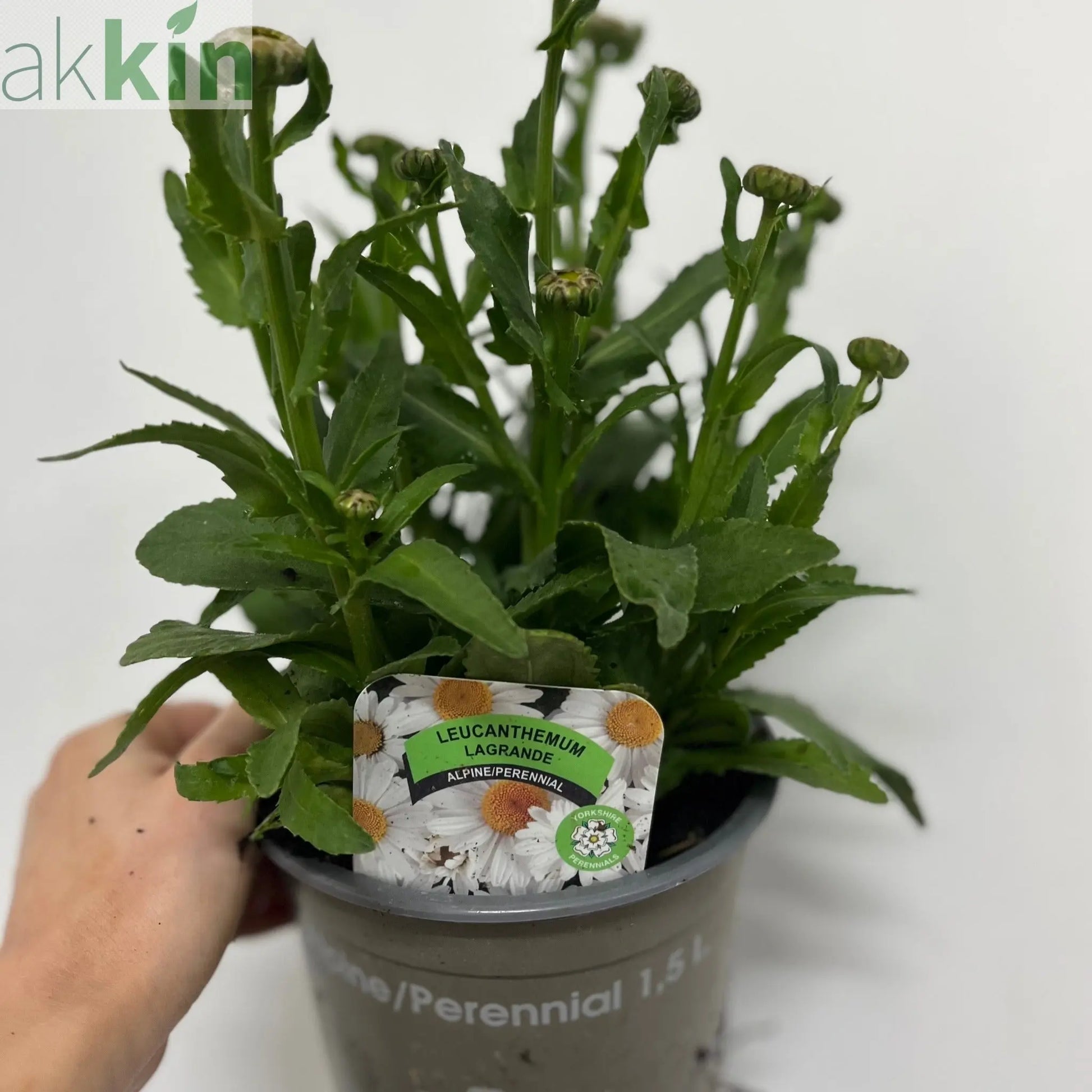 Leucanthemum 'Ooh La Lagrande' 1.5L One Click Plants