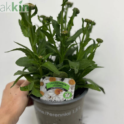 Leucanthemum 'Ooh La Lagrande' 1.5L One Click Plants