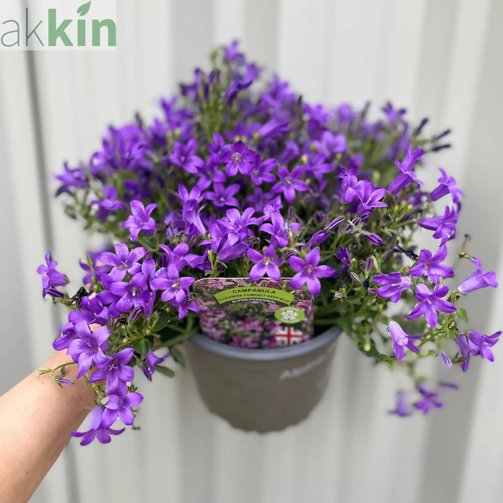 Campanula portenschlagiana 'Clockwise' 9cm/1.5L One Click Plants