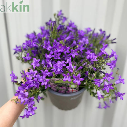 Campanula portenschlagiana 'Clockwise' 9cm/1.5L One Click Plants
