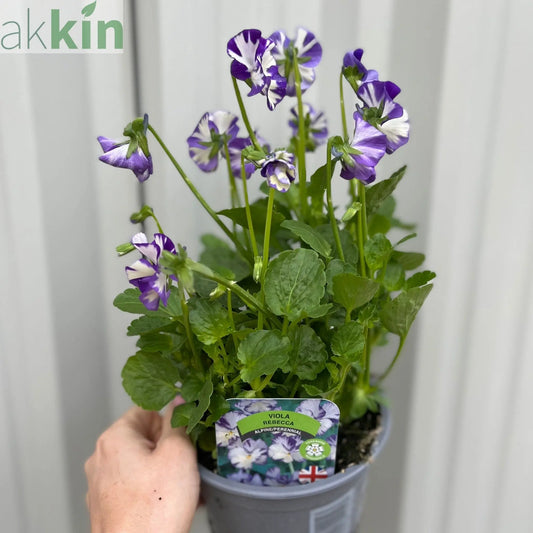 Viola - Rebecca 1.5L One Click Plants