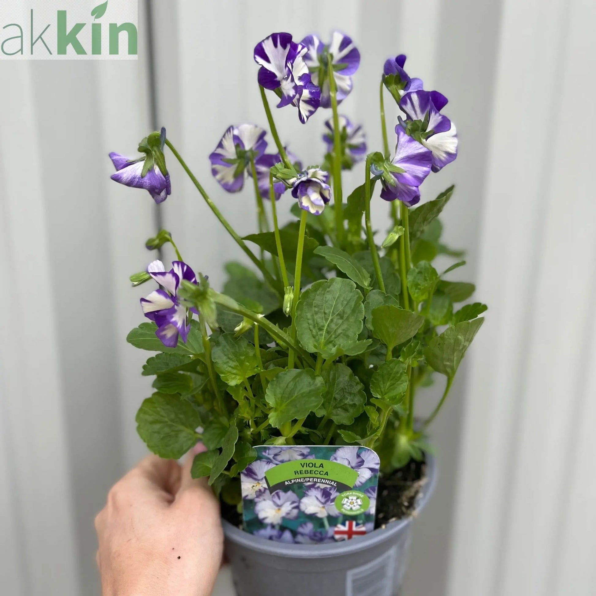 Viola - Rebecca 1.5L One Click Plants