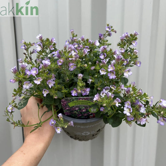 Chaenorhinum origanifolium ‘Blue Dream’ 1.5L One Click Plants
