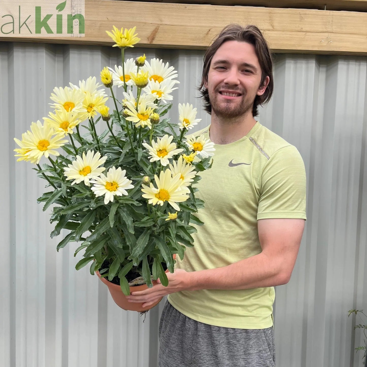 Leucanthemum Broadway Lights 1.5L / 2L One Click Plants