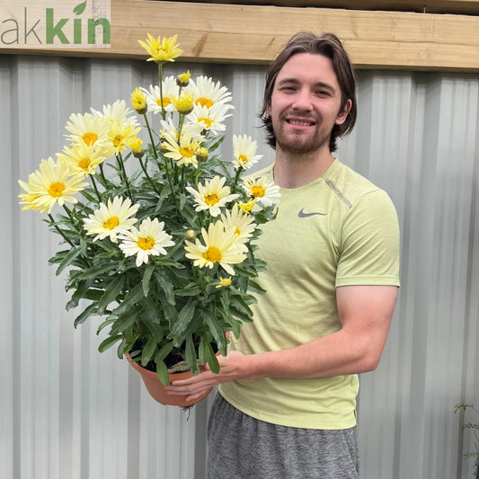 Leucanthemum Broadway Lights 1.5L / 2L One Click Plants