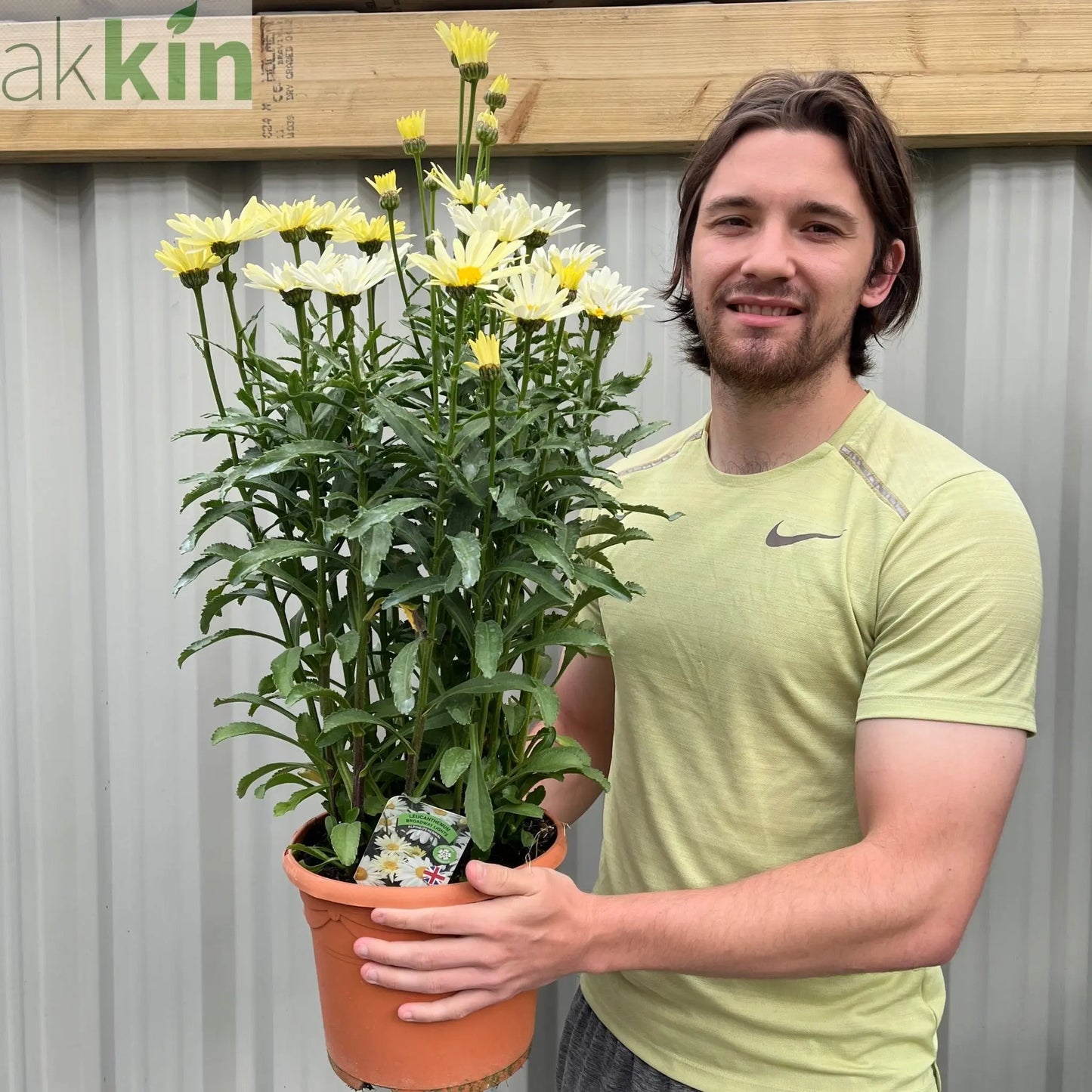 Leucanthemum Broadway Lights 1.5L / 2L One Click Plants