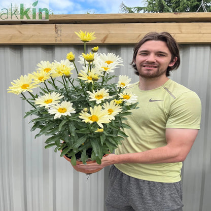 Leucanthemum Broadway Lights 1.5L / 2L One Click Plants
