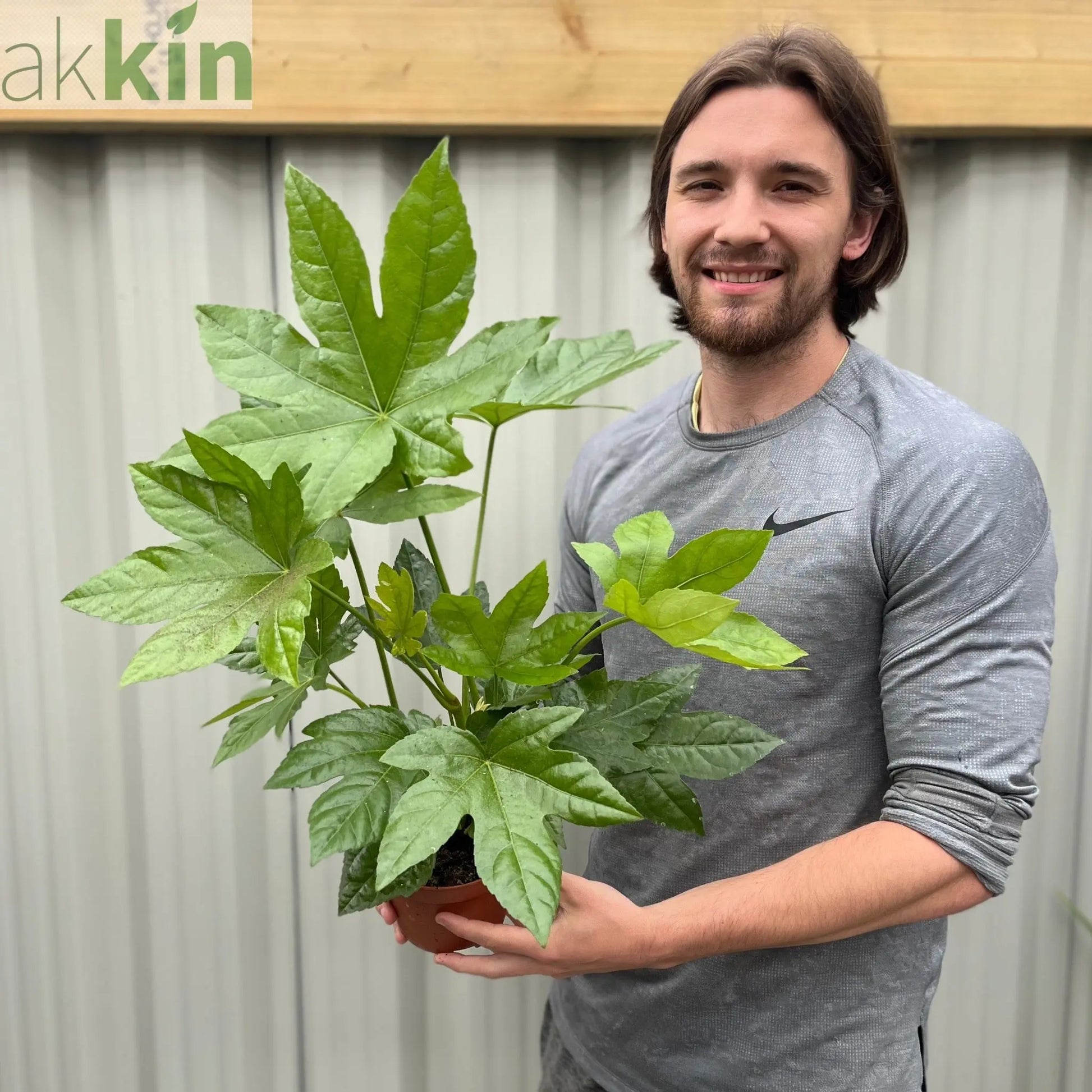 Fatsia japonica 2L (60-70cm) One Click Plants