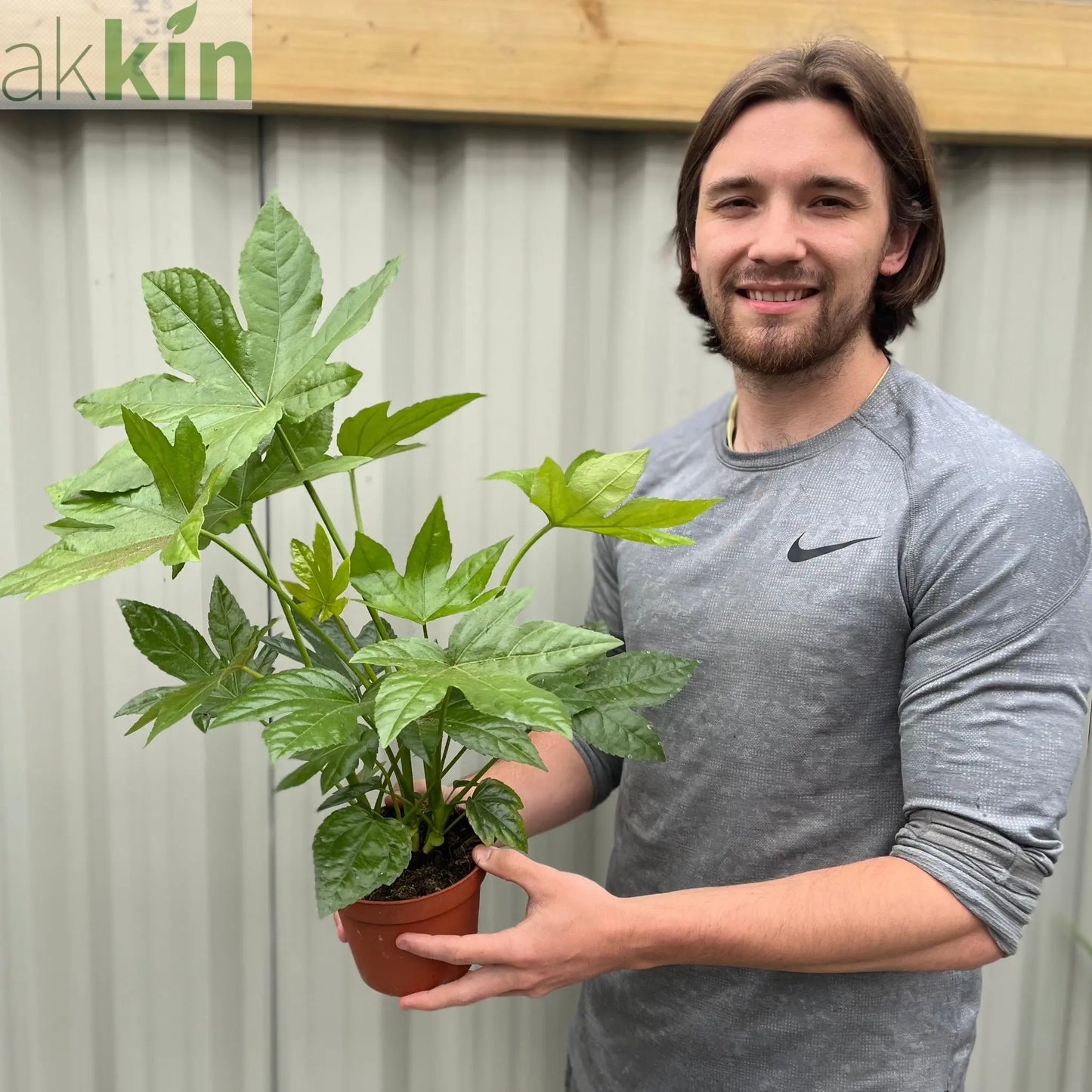 Fatsia japonica 2L (60-70cm) One Click Plants